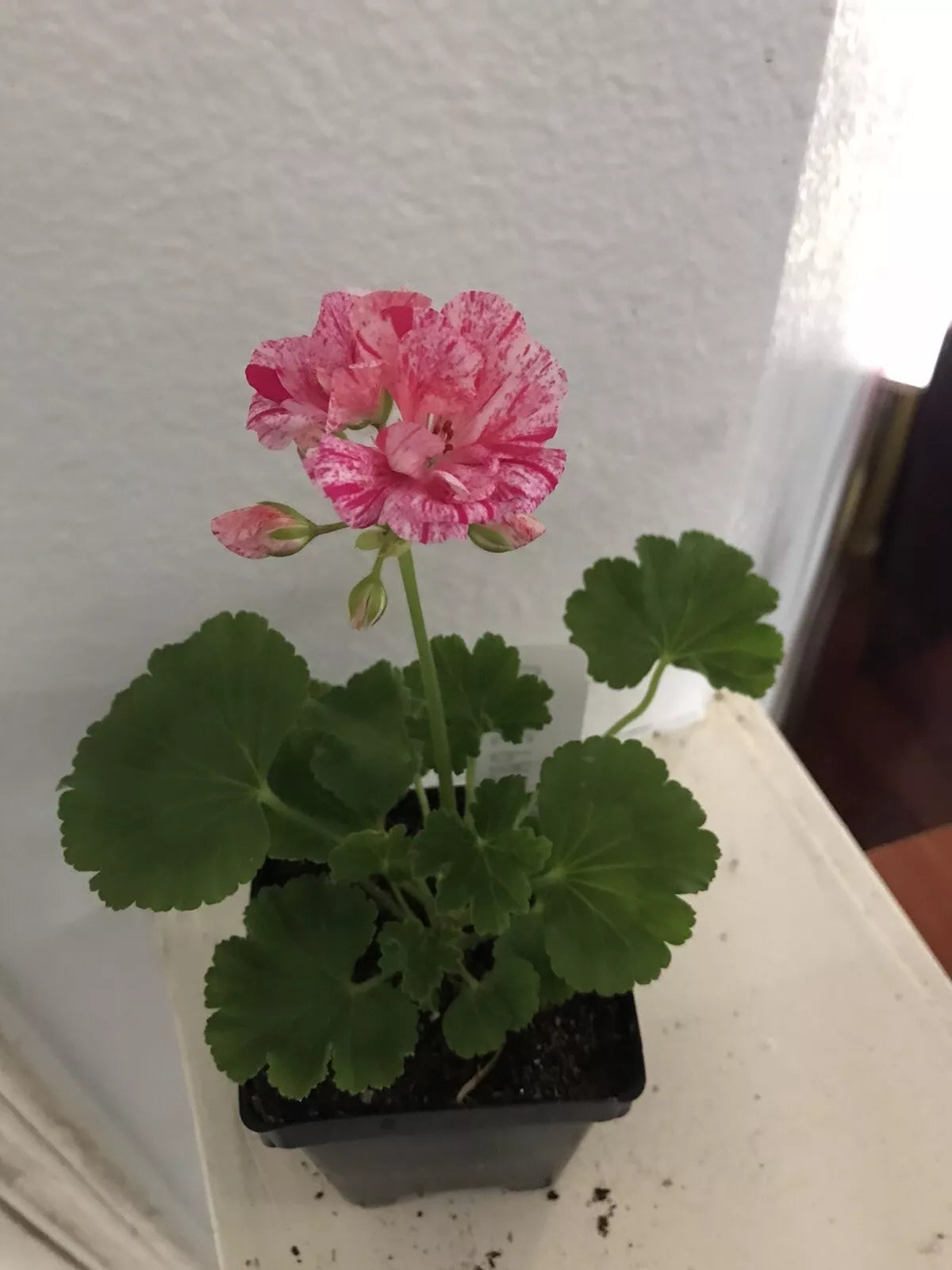 Geranium Ivy Live Plant Plug – Great Balls of Fire Pink Pelargonium peltatum for DIY Planters, Trailing, Full Sun