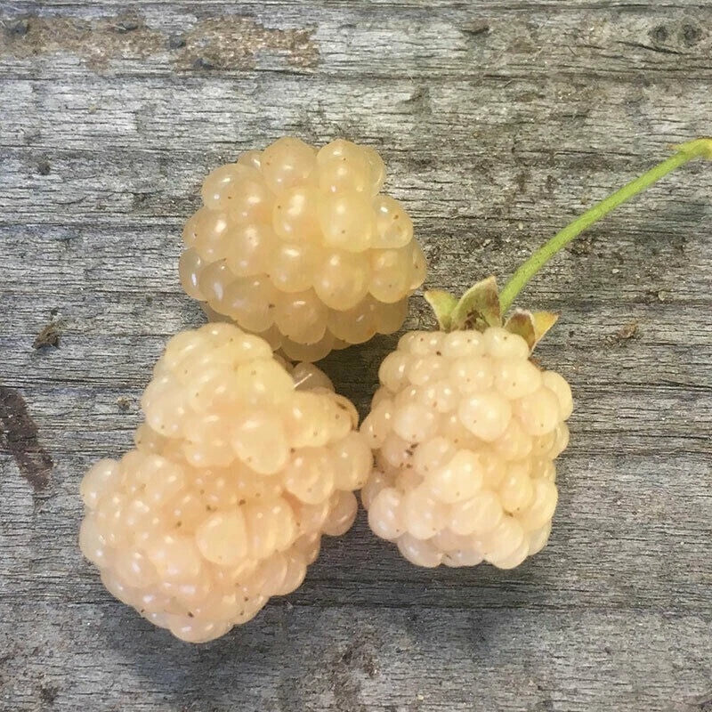 Snowbank White Blackberry Plant, Live Rooted Starter, Zones 5-8, Rubus spp., Self-Pollinating, Organic, 6-8 Feet Tall