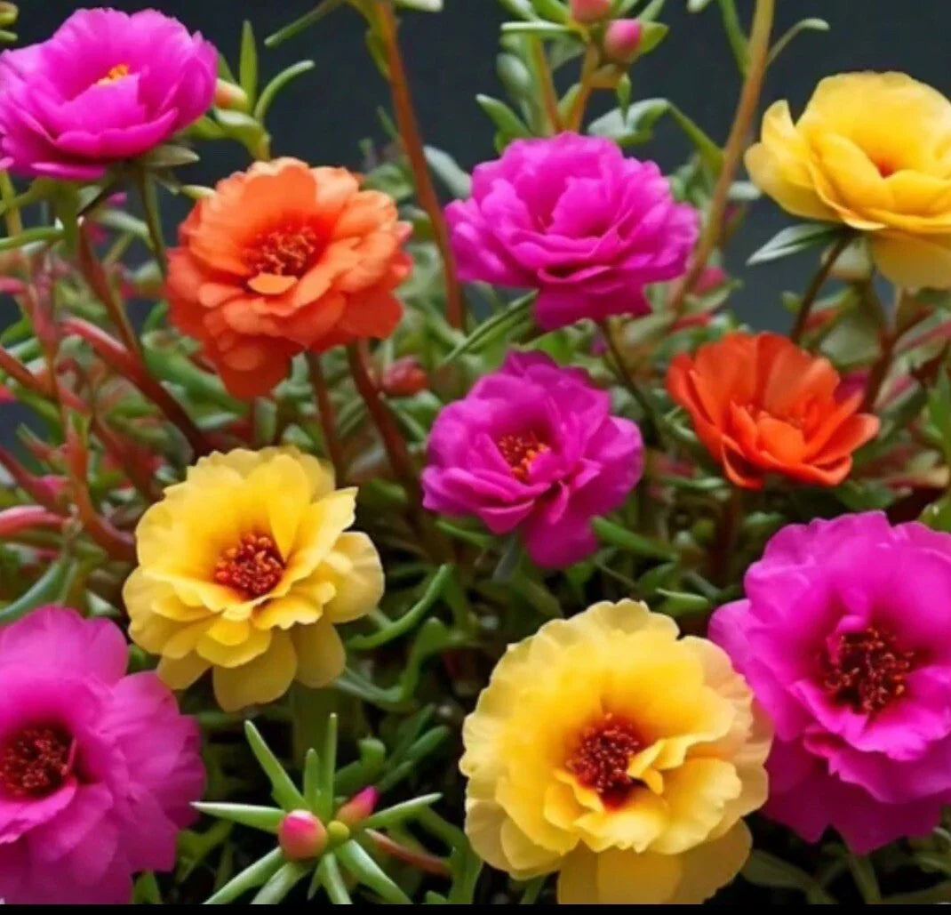 Moss Rose Seeds - 1000+ Mix Color - Portulaca Grandiflora - Vibrant Garden Flowers, Buy 2 Get 1 Free!