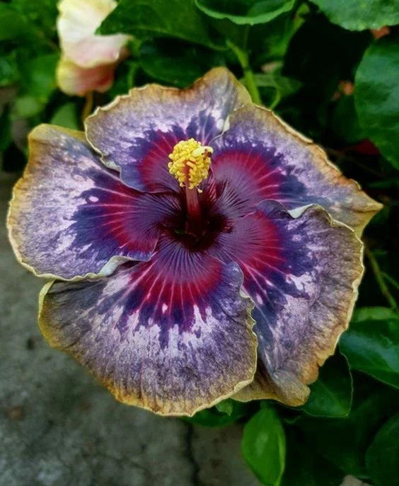 Hibiscus Seeds - Perennial Flower Seeds with Purple, Yellow, Pink Blooms - Hibiscus rosa-sinensis - 20 Pack