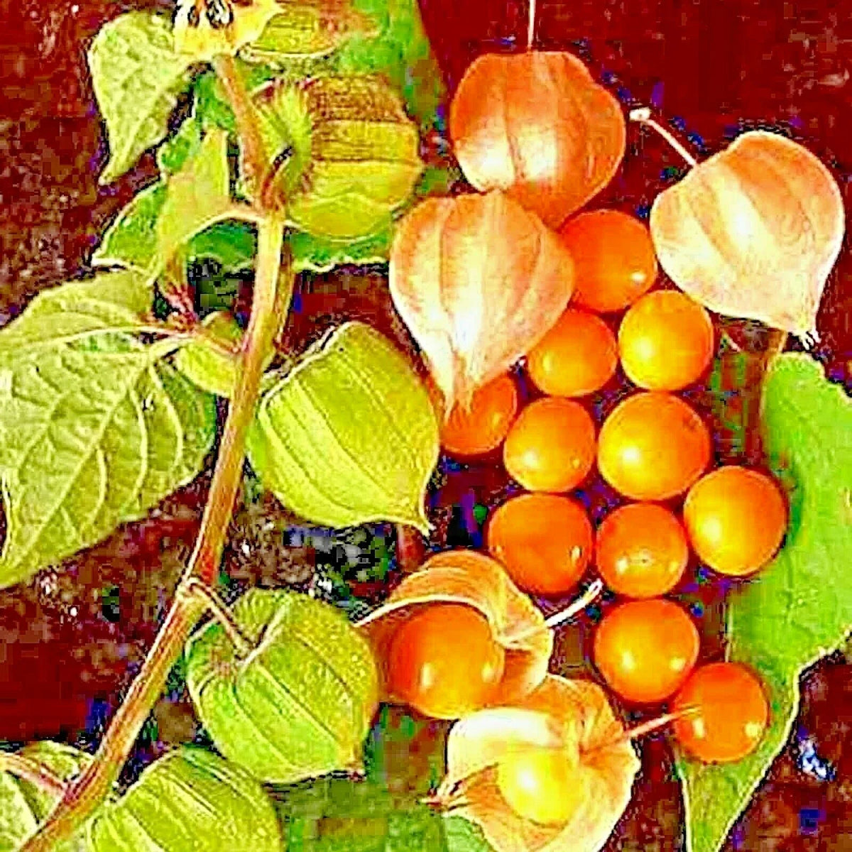 Cape Gooseberry Seeds - 50+ Heirloom Physalis peruviana Fruit Seeds for Home Gardening, Sweet, Yellow-Orange Berries