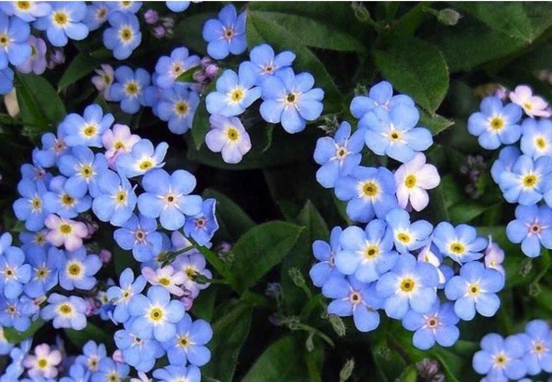 Blue Forget Me Not Flower Seeds - 100+ Heirloom Seeds (Cynoglossum amabile) - Fresh, Non-GMO, Easy to Grow