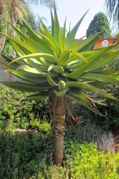 Aloe Spectabilis Seeds - 30 Pack of Rare Succulent Seeds for Easy Growing