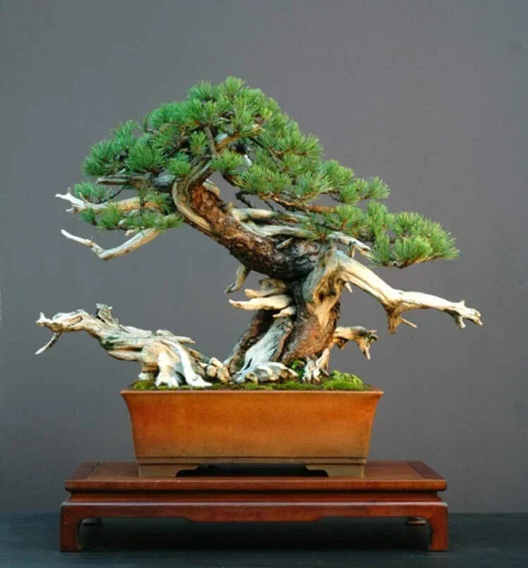 Dwarf Mugo Pine Bonsai Tree Seeds - 30 Pack | Pinus mugo pumilio