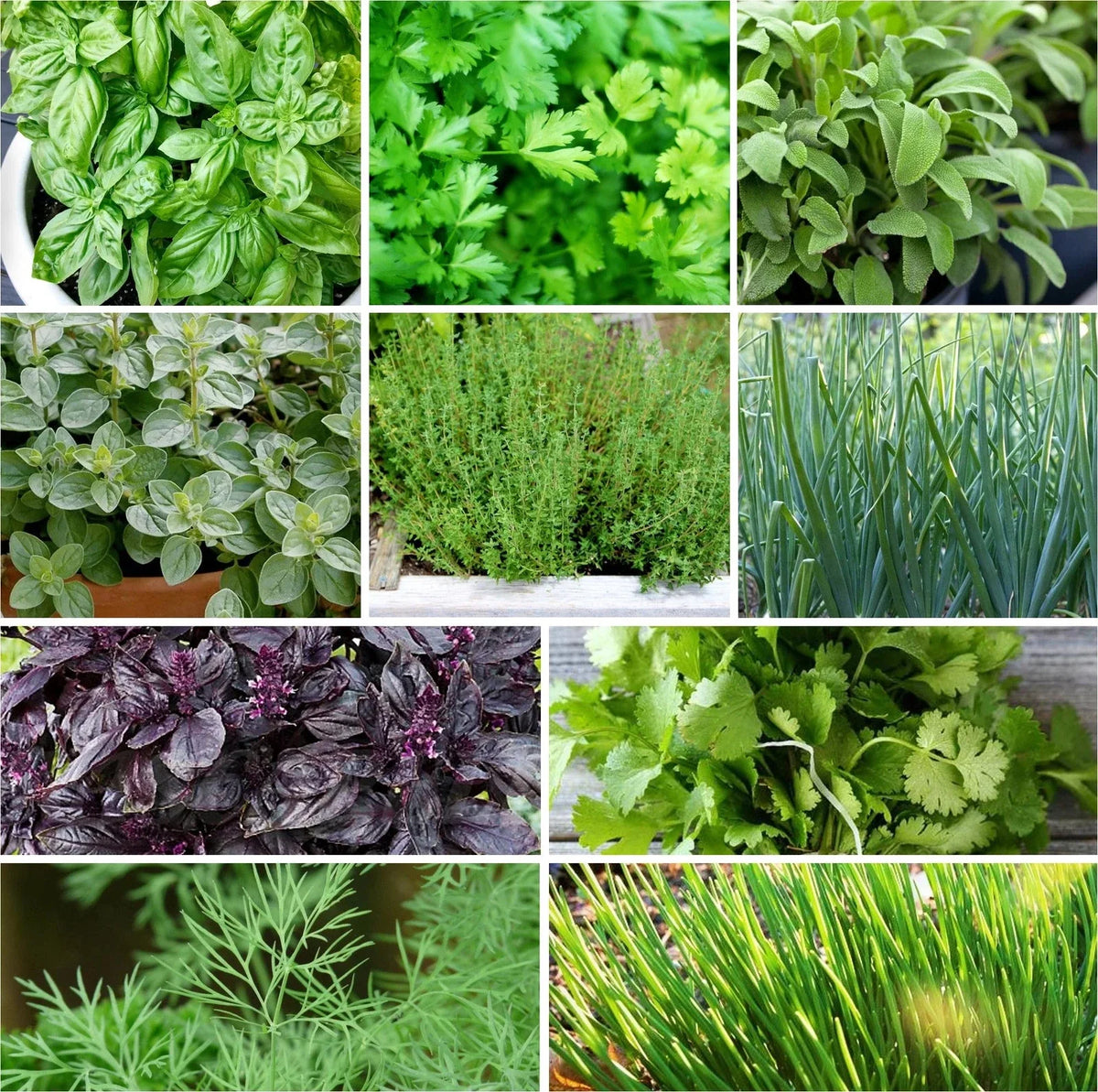 Herb Seeds Mix - 10 Pack Non-GMO Heirloom Variety for Garden Planting - Perfect for Herb Lovers