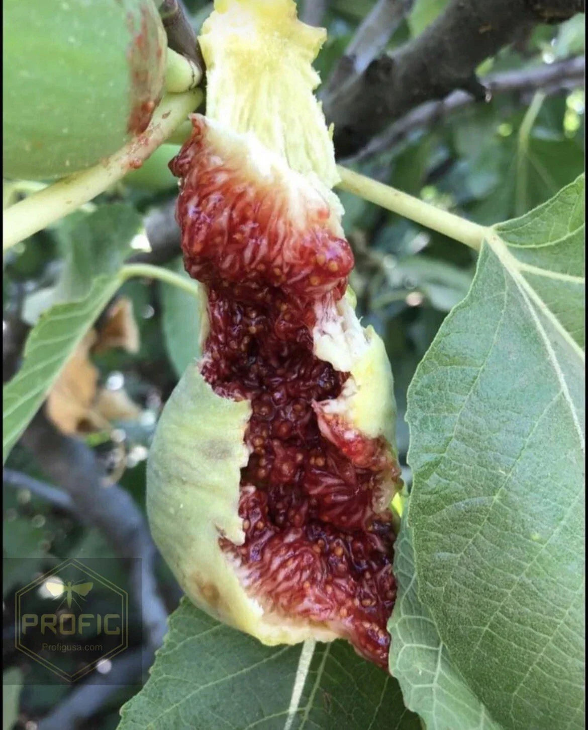 Fig Tree Cuttings 10 White Adriatic Ficus carica Deciduous Fruit Tree for Garden or Container