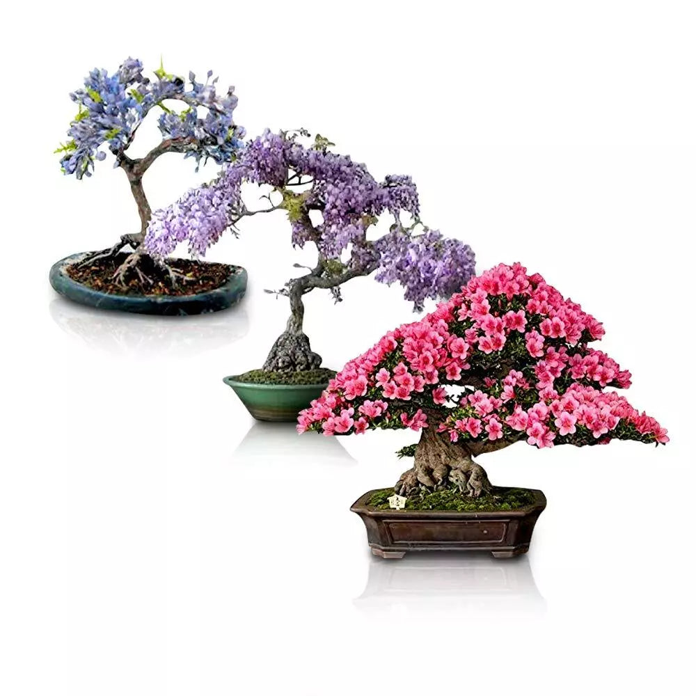 Flowering Bonsai Tree Seeds Bundle - 3 Types Including Carmona and Ficus