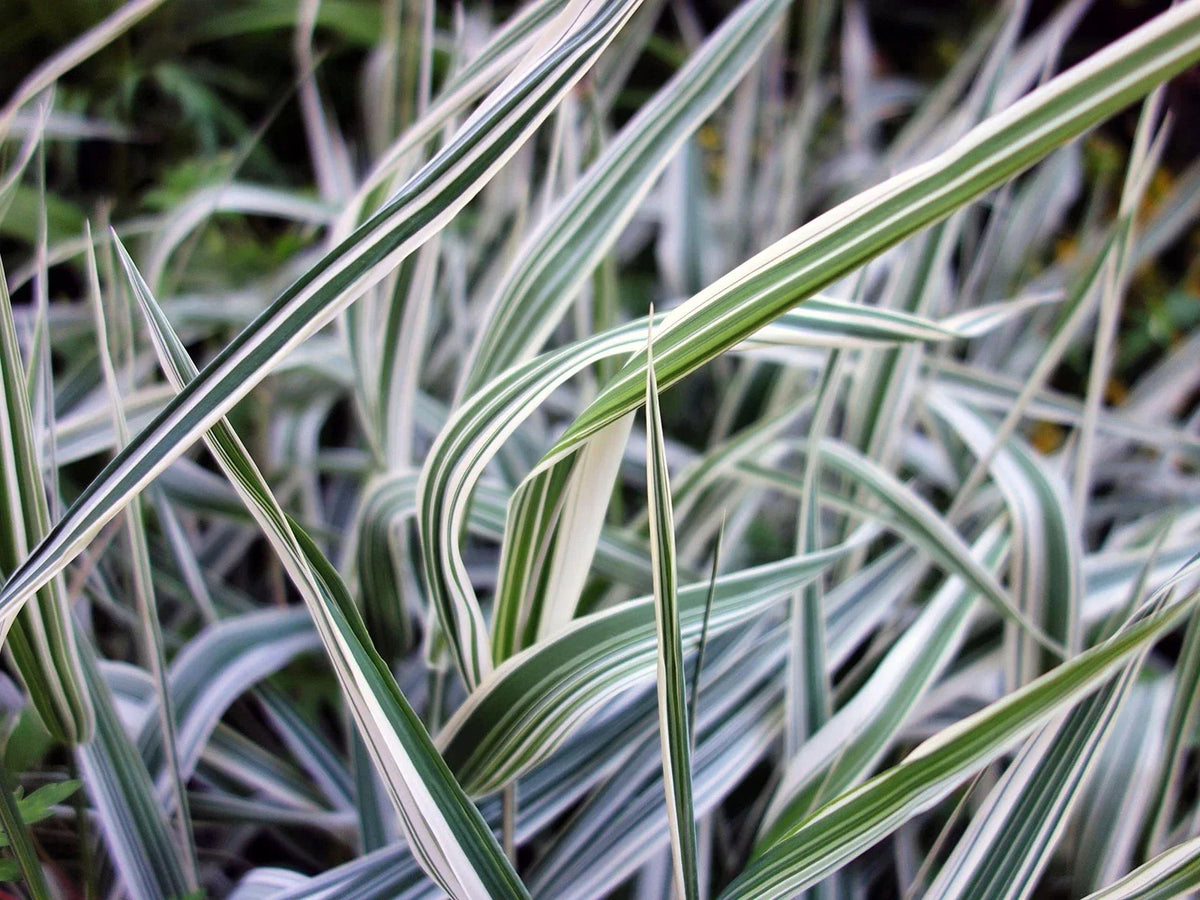 Reed Canary Grass Seeds (1,000 Seeds) - Ornamental Grass - Phalaris arundinacea