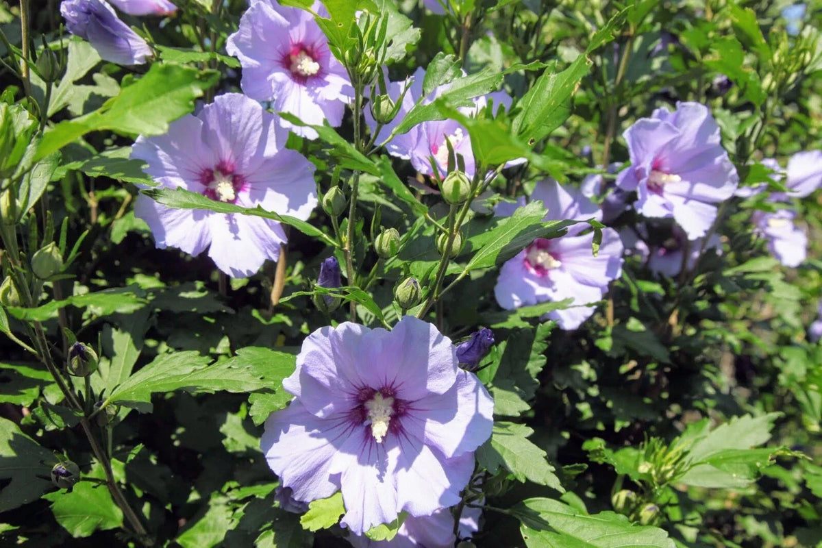 Unrooted Hibiscus Rose of Sharon Cuttings (10) | Hardy Flowering Shrub | Hibiscus syriacus