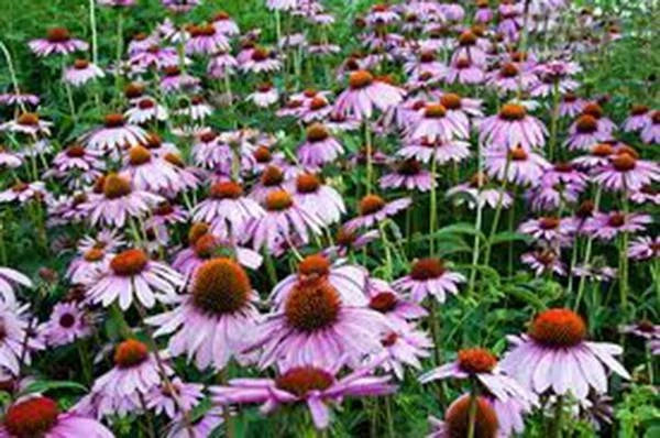 Purple Coneflower Seeds 1000 Pack Echinacea Purpurea Pollinator Garden Wildflower Seeds