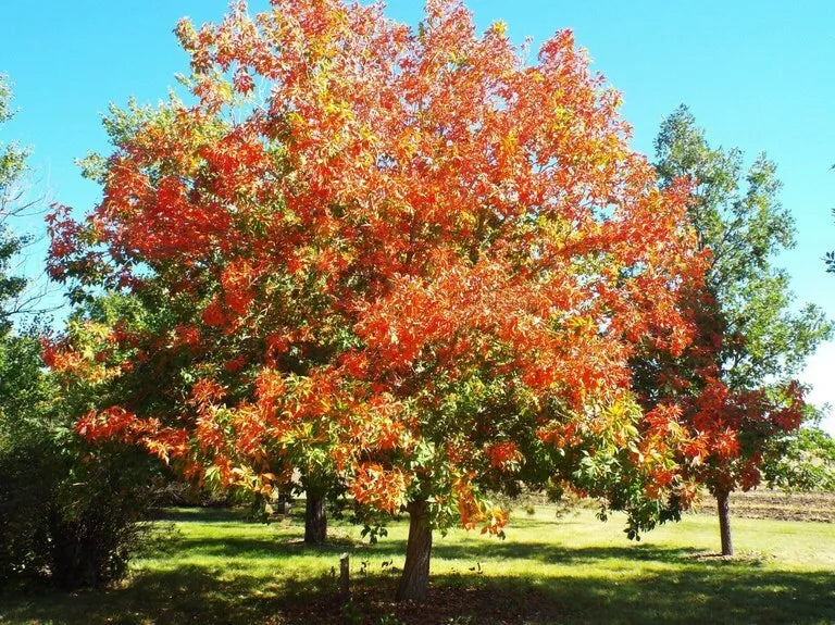 Ohio Buckeye Tree 12-16" Live Bareroot Plant Aesculus Glabra