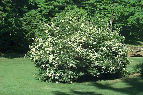 Arrowwood Viburnum Shrub Live Plant 8-12 Inches Bare Root (Viburnum dentatum) - Hardy Zones 5-9 - Freshly Dug Missouri Grown