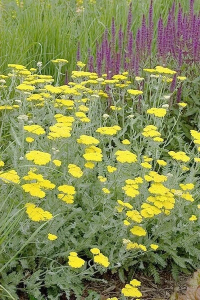 Yarrow Live Starter Plant - Moonshine Variety - Achillea millefolium - Perennial Herb - Free Shipping Available