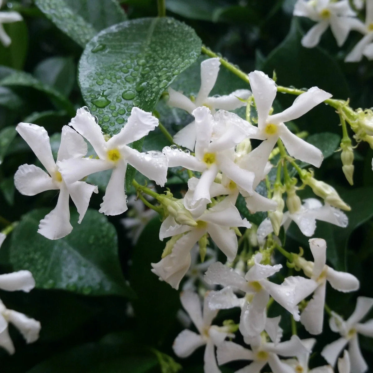 Confederate Star Jasmine Starter Plant - Extremely Fragrant Vine - Trachelospermum jasminoides - USA