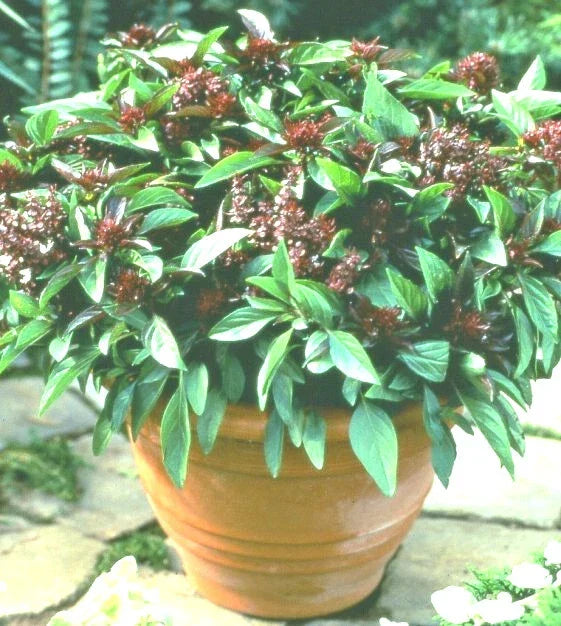 Siam Queen Basil Seeds - 50+ Seeds - High Yielding Annual Ocimum basilicum