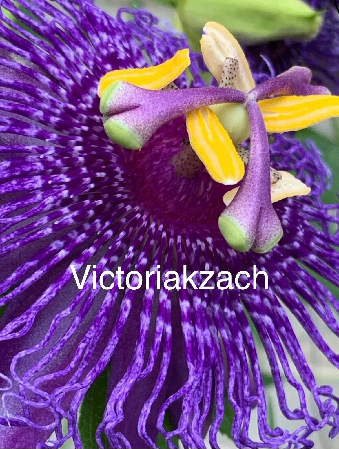 Purple Passion Flower Seeds - Organic Passiflora Edulis - Lilikoi Vine - Heirloom Variety - Grown in TX, USA