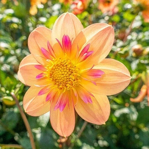 25 Kelsey Ann Dahlia Seeds - Perennial Flowering Plants with Multi-Color Blooms - Dahlia pinnata