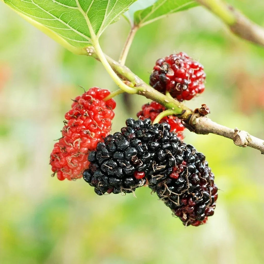 Mulberry Tree Cuttings - 12 Unrooted Morus spp. for Rooting and Grafting - Deciduous Fruit Tree
