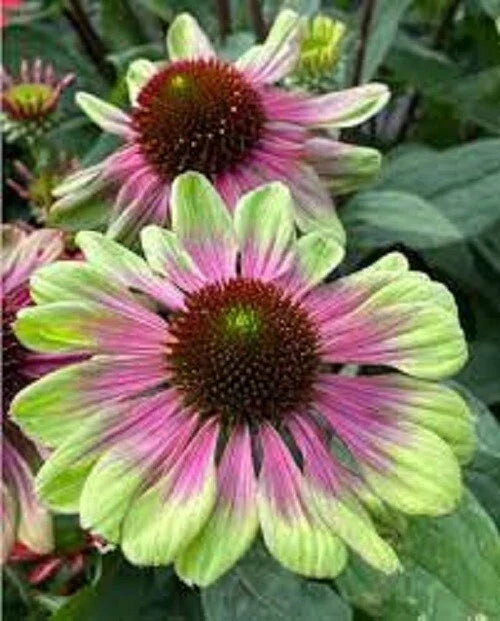 Pink Green Coneflower Seeds - Echinacea purpurea Perennial Flowers for Garden, Butterfly & Bee Attractant, Drought Tolerant, USA Grown