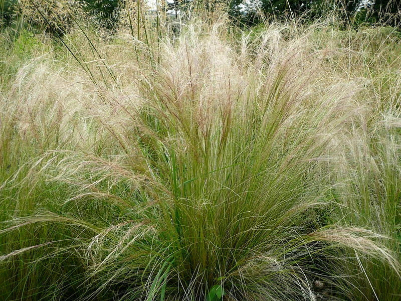 Bulk Mexican Feather Grass Seeds, 1000 Count, Hardy Ornamental Grass, Stipa Tenuissima