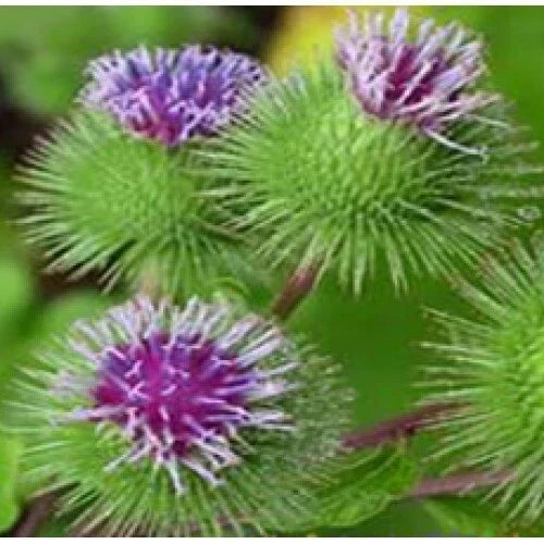 Organic Burdock Seeds 100 Pack | Articum lappa Biennial Medicinal Herb for Garden & Herbal Uses