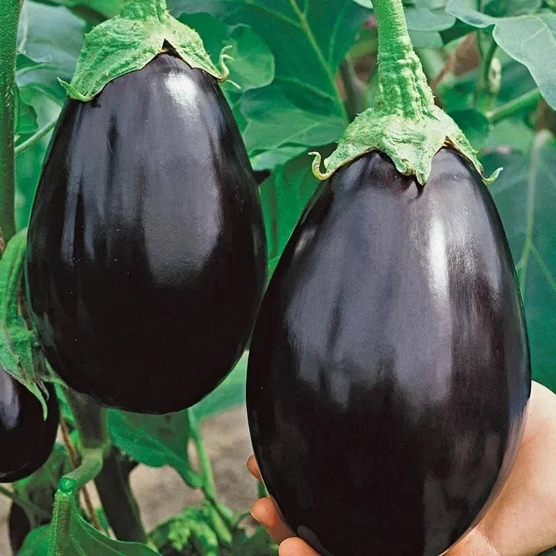 Black Beauty Eggplant Seeds - Organic Heirloom Non-GMO, 200+ Solanum melongena Gardening Seeds for Home & Urban Gardens