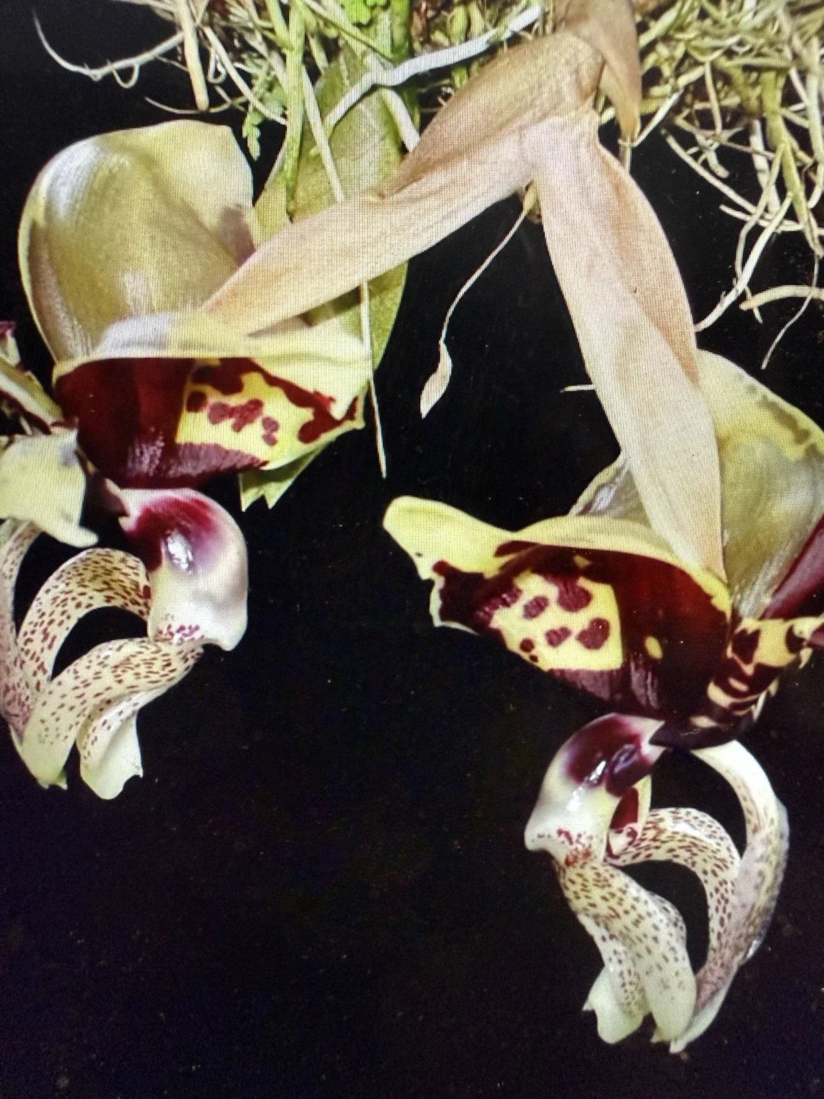 Orchid Plant Stanhopea Ocalata - 2 Rooted Bulbs, Bare Root, Not Perfect Condition, Tropical Orchid for Collectors