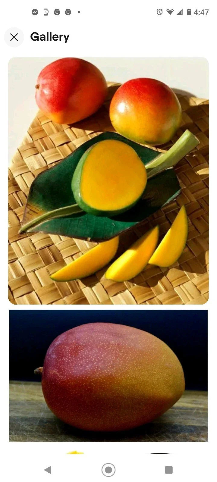 Kent Mango Seeds 3-Pack Fresh USA Mangifera indica