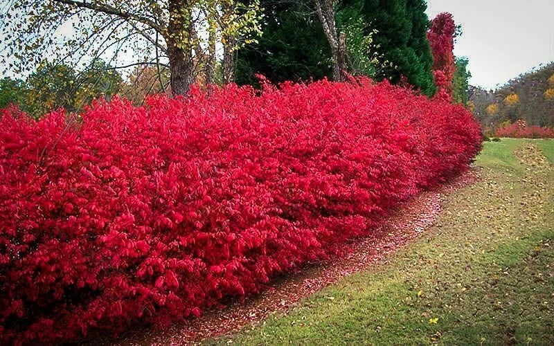Burning Bush Cuttings Set of 12 Unrooted 6-8 Inches - Euonymus alatus, Ornamental Shrubs for Landscaping