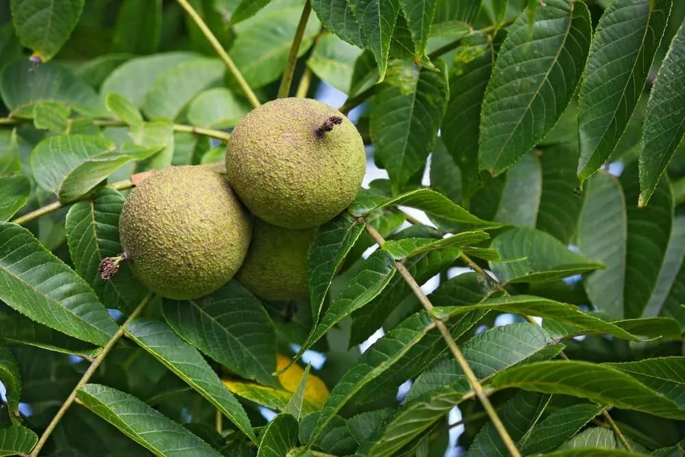 Black Walnut Tree Seeds - 4 Pack - Juglans nigra - Ideal for Planting