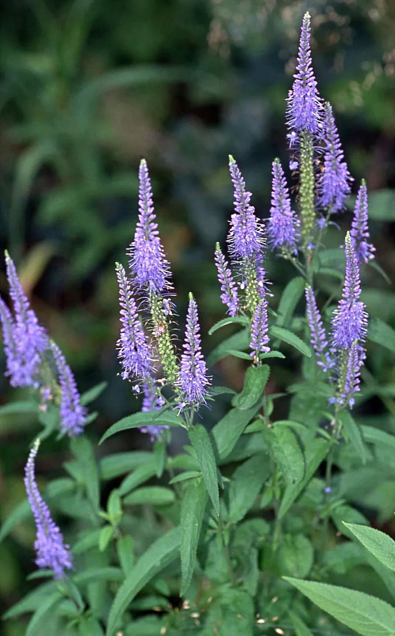 Blue Veronica Longifolia Seeds, 100 Count, Long Leaf Speedwell, USA Seller, Easy to Grow Garden Flowers