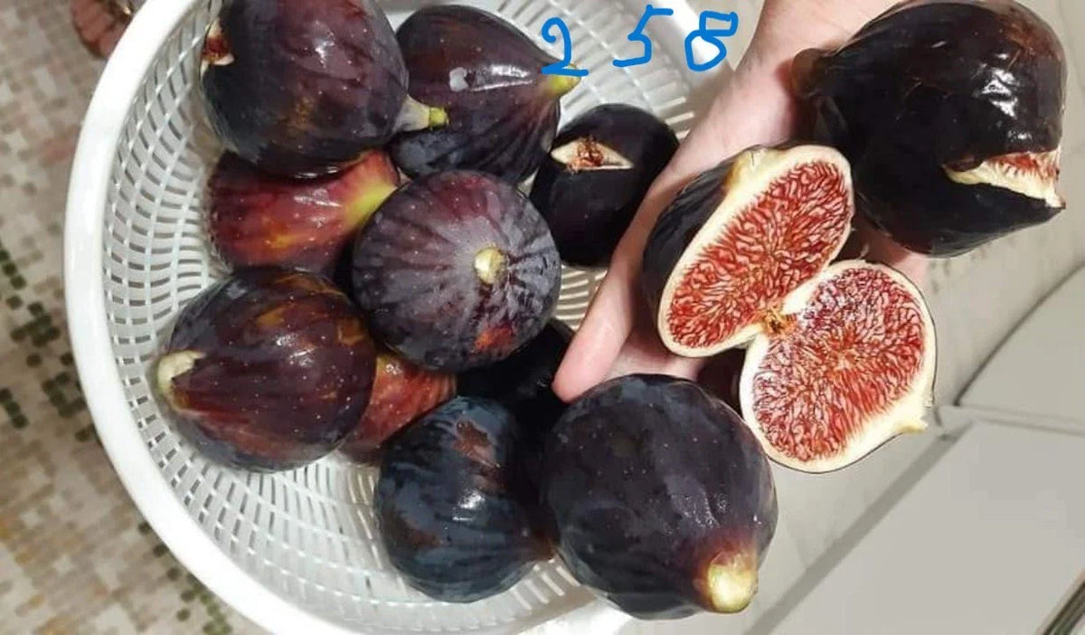 Italian 258 Cutting - Unrooted Fig Cutting - Ficus carica - Fresh Fruit Plant Propagation