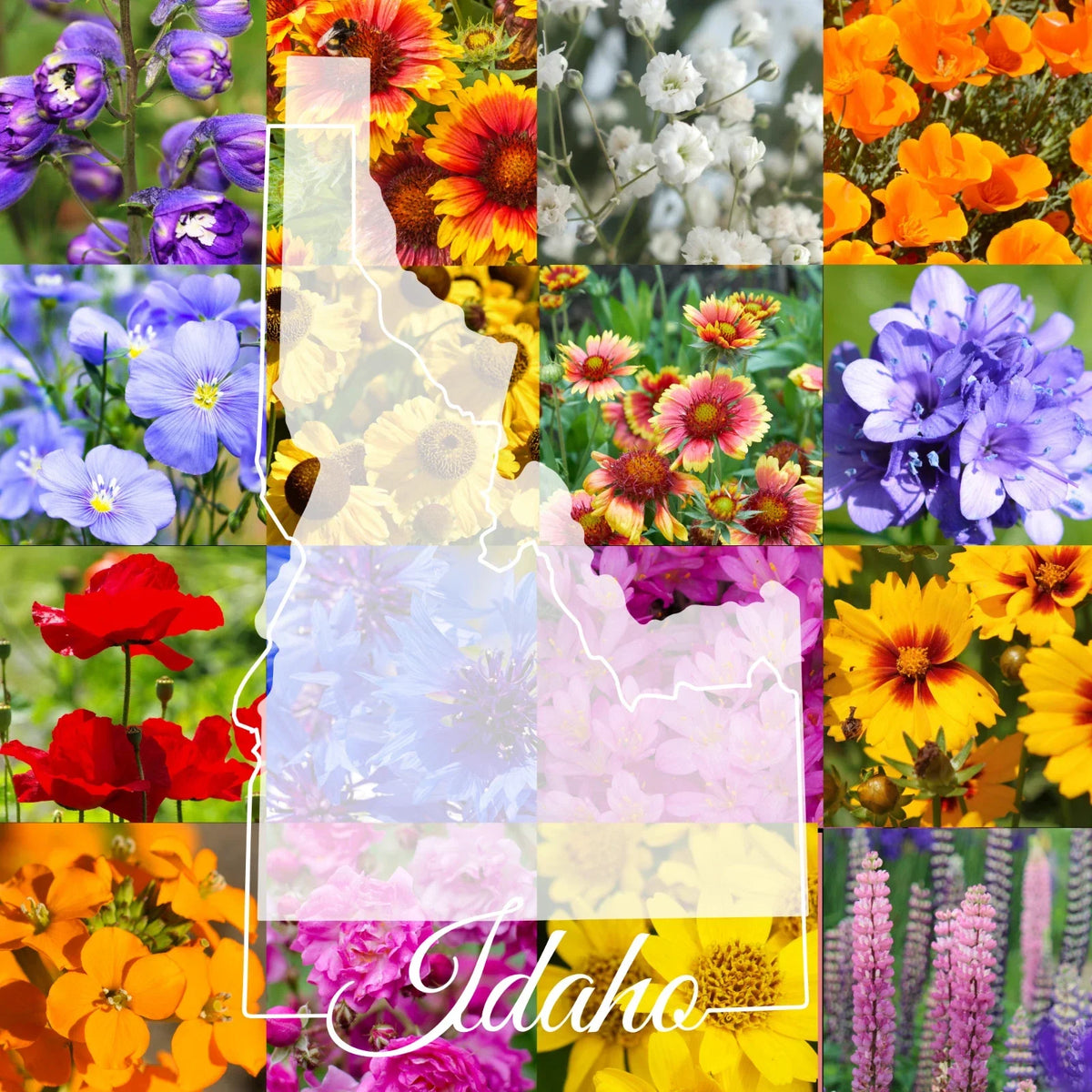 Bulk Wildflower Seed Mix 1 lb Idaho Western Native Flowers for Natural Landscaping & Pollinator Gardens