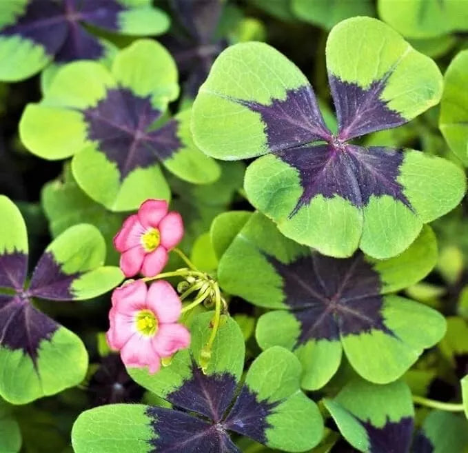 Iron Cross Shamrock Bulbs - Fast Growing Oxalis triangularis with Unique Purple Green Foliage