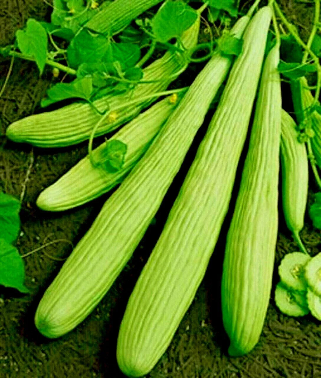 Organic Armenian Cucumber Seeds - The Duke Variety for Tzatziki Sauce (Cucumis sativus) - 30+ Seeds