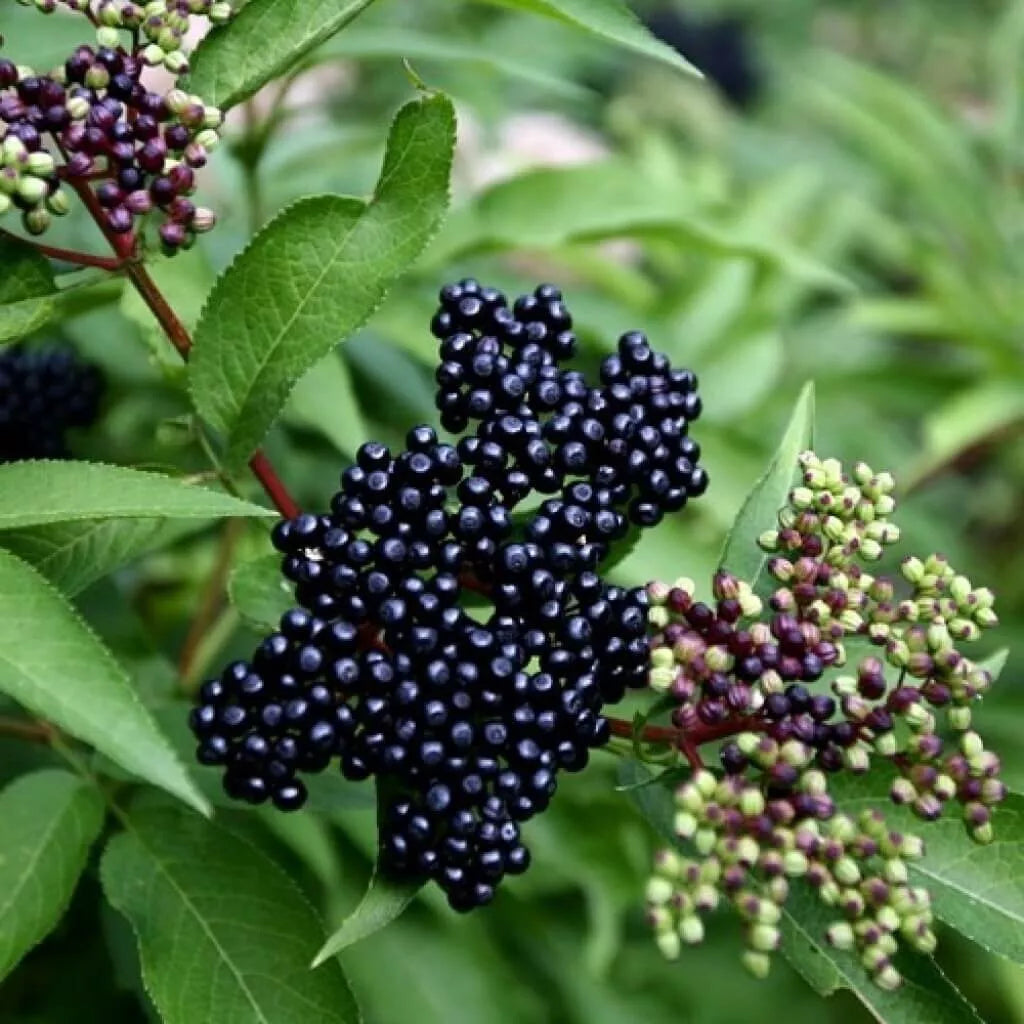 American Elderberry Live Plant | Well-Rooted Sambucus canadensis | Edible Berries, Native Perennial Garden Plant