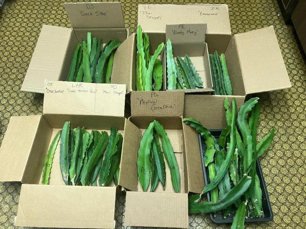 Organic Dragon Fruit Cuttings 10 Varieties - 8-12 Inches Long - Hylocereus spp.