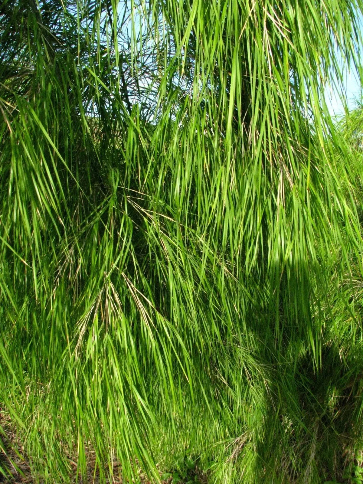 Mexican Weeping Bamboo Seeds - 100 Perennial Ornamental Seeds for Privacy - US Seller - Bambusa angustifolia