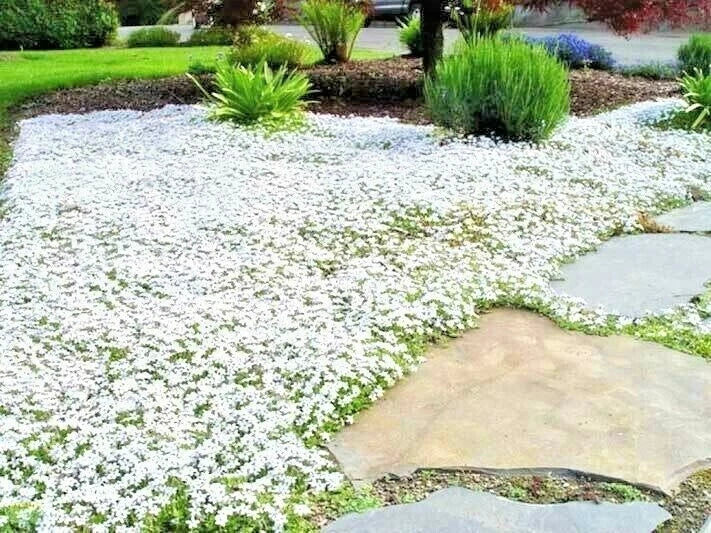 Snow in Summer Flower Seeds - 501+ Perennial Groundcover - Drought Tolerant Cerastium tomentosum