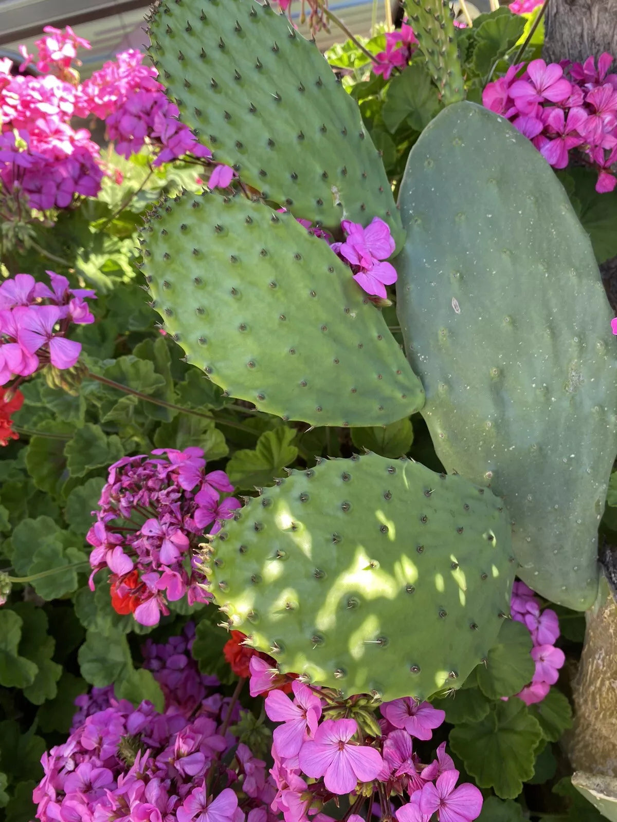 Sprouted Prickly Pear Cactus Pad Cutting - Nopales 5 Pack Organic Edible Superfood Opuntia spp.