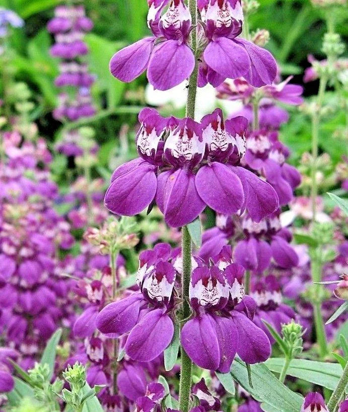 Chinese Houses Flower Seeds - 501+ Pack - Native Wildflower for Summer Garden, Patio, Container - Collinsia heterophylla