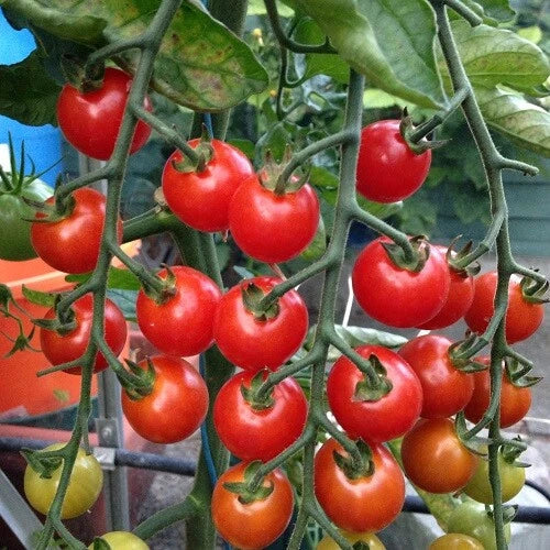 Supersweet 100 Tomato Seeds | Non-GMO F1 Hybrid | Heirloom Variety | Garden Planting, Home Growing, Organic Cultivation