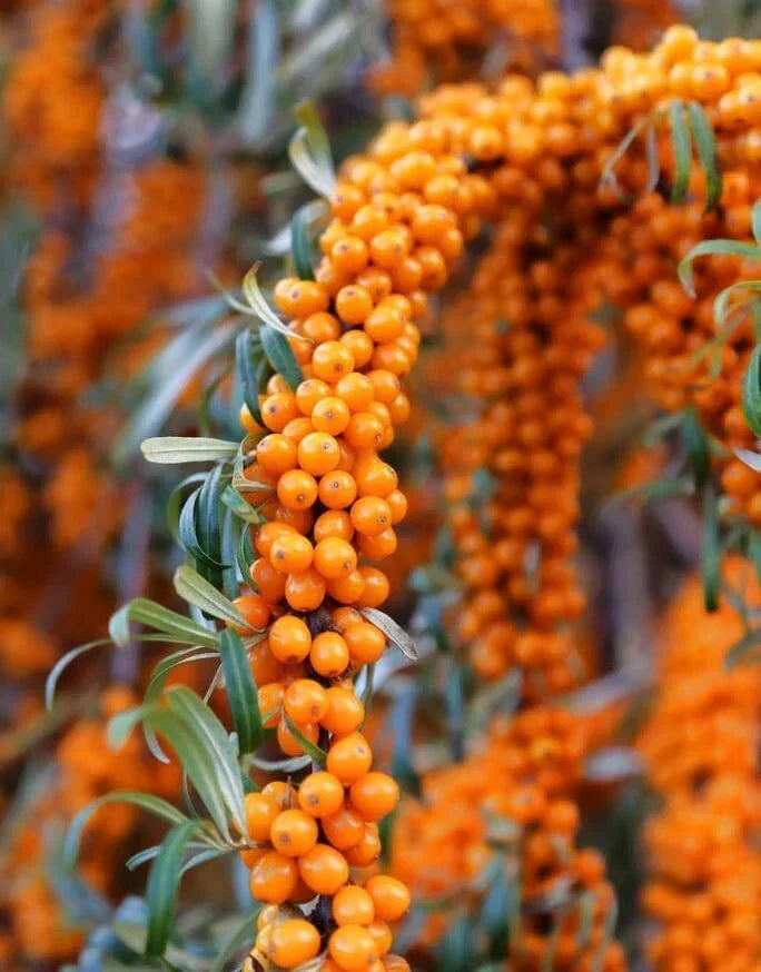 Seaberry Bush Seeds - 50 Pack - Edible Fruit Hippophae rhamnoides