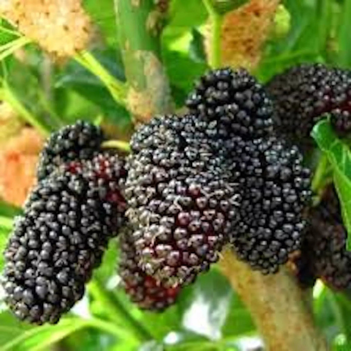 Dwarf Mulberry Tree Starter Plants, 5 Pack, Everbearing Morus nigra, Edible Fruit, Cold Hardy, Bare Root