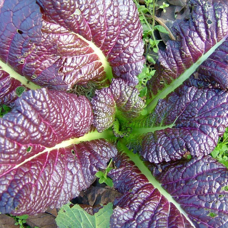 Japanese Giant Red Mustard Greens Seeds - 500+ Count - Non-GMO - Brassica juncea