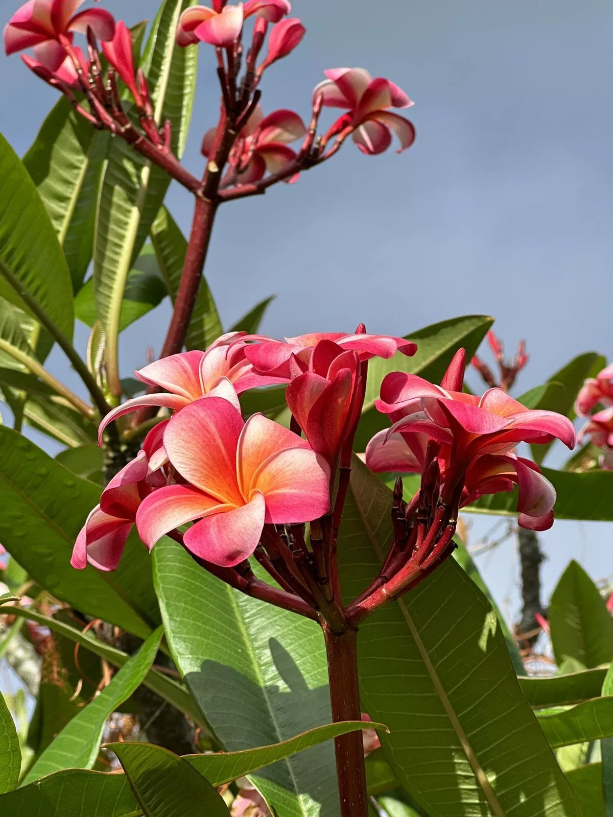 Pink Plumeria Starter Cutting 10-inch Double Head Locally Grown Fresh (Plumeria spp.) - Big Island Kealakekua