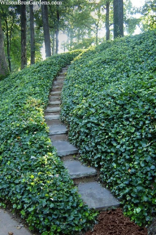 English Ivy Cuttings (50 Non-Rooted) - Deep Green Vine - Hedera helix