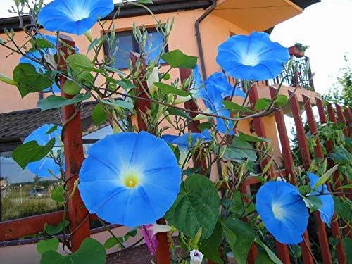Heavenly Blue Morning Blooming Vine Seeds - 300 Count - Beautiful Flowering Vine - Ipomoea tricolor