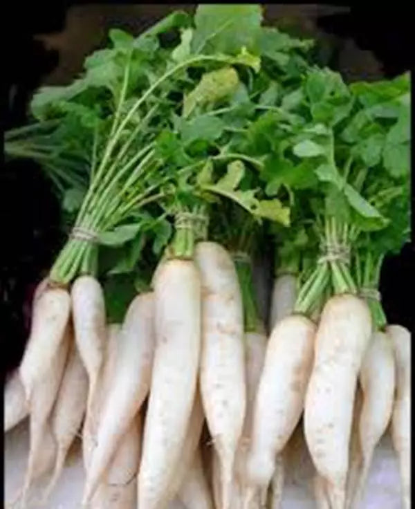 Radish Seeds - 500 Count - Japanese Minowase Daikon Heirloom Non-GMO - Perfect for Home Gardening and Organic Farming