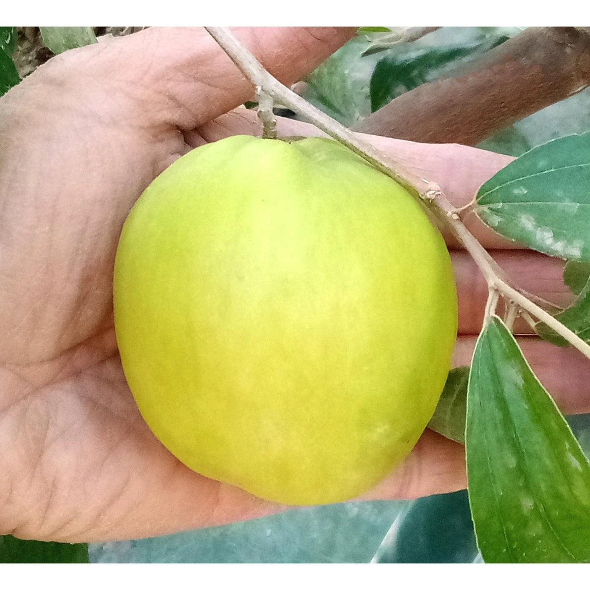 Taiwan Green Jujube Tree Graft Cutting 10" Large Juicy Sweet Ziziphus jujuba 'Taiwan Honey Date'